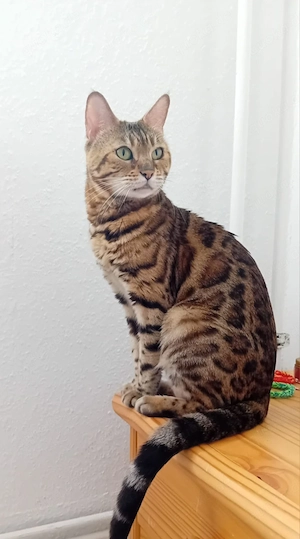 Bengalkatze