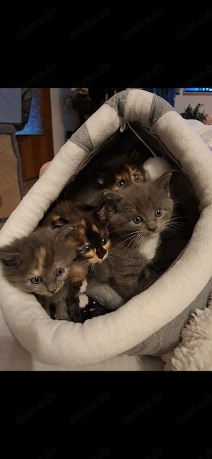 Maincoon BKH Kitten
