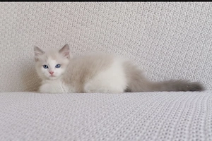 Ragdoll Katze
