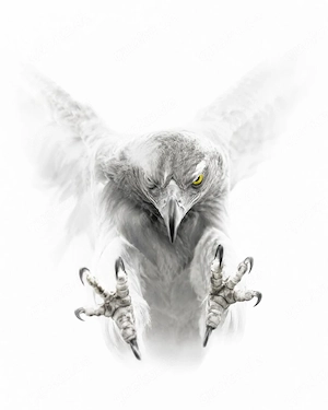 HKD S89 K0899   Raubvogel im dramatischen Angriff   Kunstdruck A2 Pearl