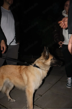 Belgischer Schäferhund
