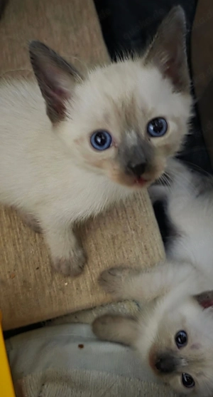 Siamkatze Katze