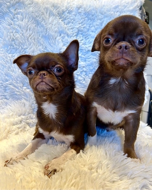 Chihuahua Rüden suchen noch ein schönes Zuhause 