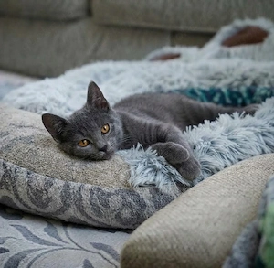 Zuckersüßer BKH-Kater in Traumfarbe Blue sucht sein Zuhause fürs Leben! 