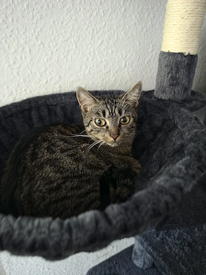 Nala sucht ihr traumschloss