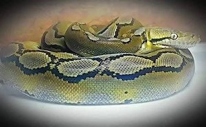 Lavender Platinum motley alb 1.0 ...zu verschenken!!