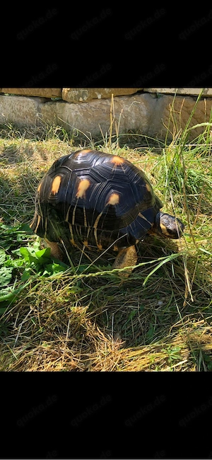 Strahlenschildkröte  (Astrochelys Radiata) Zuchtgruppe 
