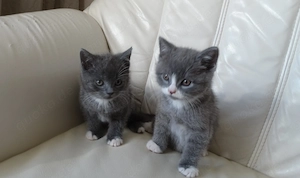 Reinrassige BKH Kitten