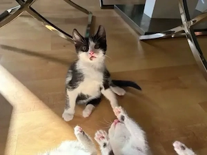 BKH Ragdoll EKH kitten suchen ein zuhause 