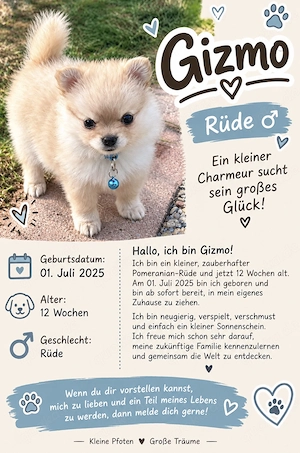 Kleinspitz Welpe 13 Wochen alt 