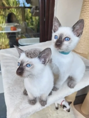 Thaikatze Thaikitten mit Stammbaum...wirklich reinrassig!