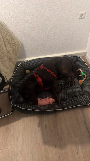 labrador 2 jahre alt 