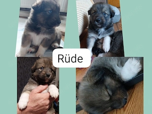 Border Collie Australian Shepherd Mix Welpen