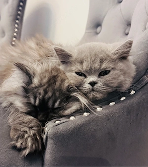 Zauberhafte BKH BLH Kitten 