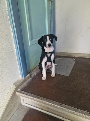 Labrador Mix Welpe 4 Monate alt