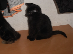 Babykatzen suchen zuhause