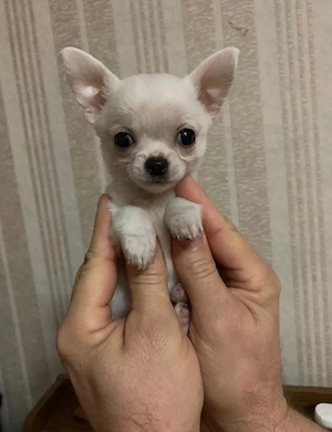 Chihuahua Hunde
