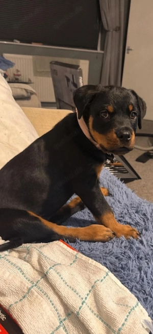 Entzückender schwarz-brauner Rottweilerwelpe