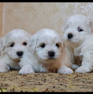 Bichon Frise
