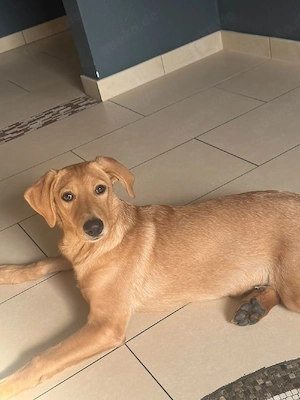  Labrador Mix welpe mädchen