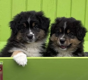 Australian Shepherd Welpen 
