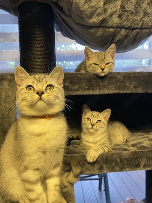 BKH zuckersüßen Kitten  suchen ein Neues Zuhause männlich und weiblich
