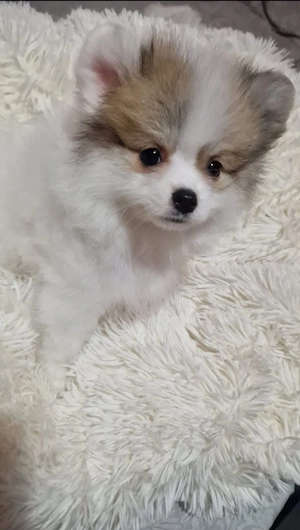 Pomeranian
