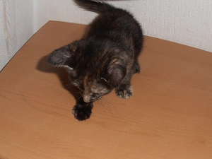 Babykatze sucht zuhause