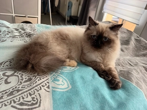 Ragdoll Katze Kitten sucht liebevolles Zuhause