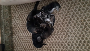 katzenbabys zu verkaufen