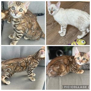 Bengal Kitten Snow Lynx   Braun Tabby   Snow Marbled mit Stammbaum 