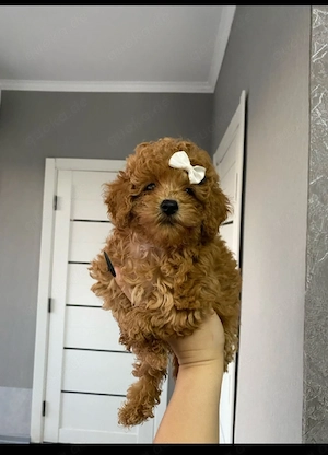 Maltipoo Hunde