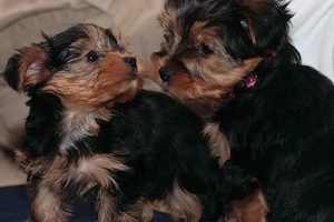 Yorkie Welpen