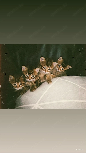 Babykitten abzugeben
