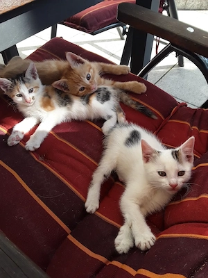 Hübsche liebe Babykatzen, Kitten, Katzenbabys