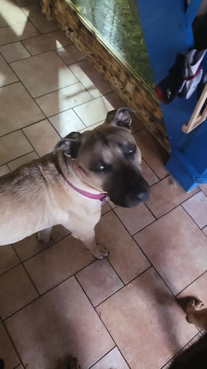 walli sucht ein neues zuhause 