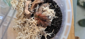 Ephebopus cyanhognathus 2,5cm