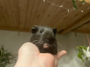 Schwarz-Weißes Meerschweinchen Böckchen