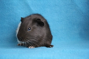 Schwarz-Weißes Meerschweinchen Böckchen aus liebevoller Hobbyzucht