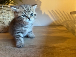 Persiche Langhaar Baby Katze