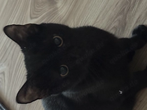 2 Katzen in liebevolle Hände abzugeben