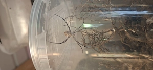 0.1 Argiope Lobata Radnetzspinne