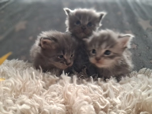 Drei wunderschöne Maine Coon Kitten suchen ein liebevolles Zuhause 