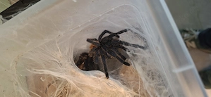 0.1 Chromatopelma cyanopubescens 