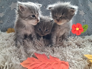 Drei wunderschöne Maine Coon Kitten suchen ein liebevolles Zuhause 