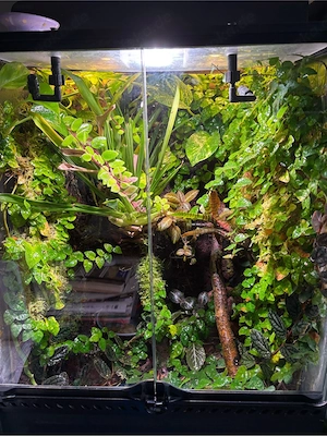 Terrarium 60x45x45cm mit Dendrobates tinctorius  Azureus 