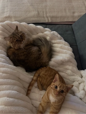 Katzenpärchen abzugeben..