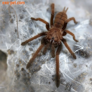 0.0.1 Chilobrachys fimbriatus