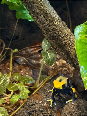 Terrarium 60x45x45cm mit Dendrobates tinctorius  Tumucumaque**