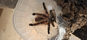 0.1 Psalmopoeus victori